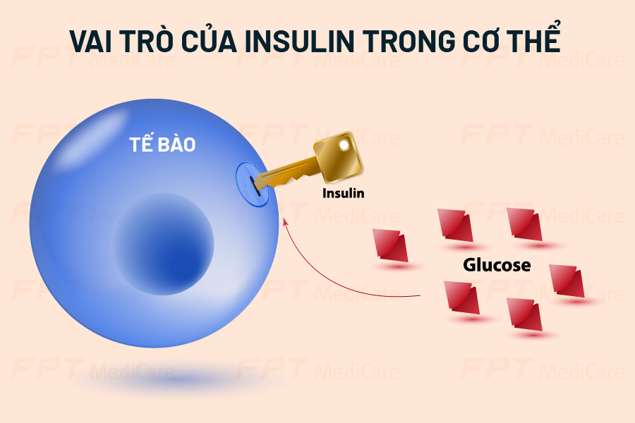 Vai trò của Insulin trong cơ thể