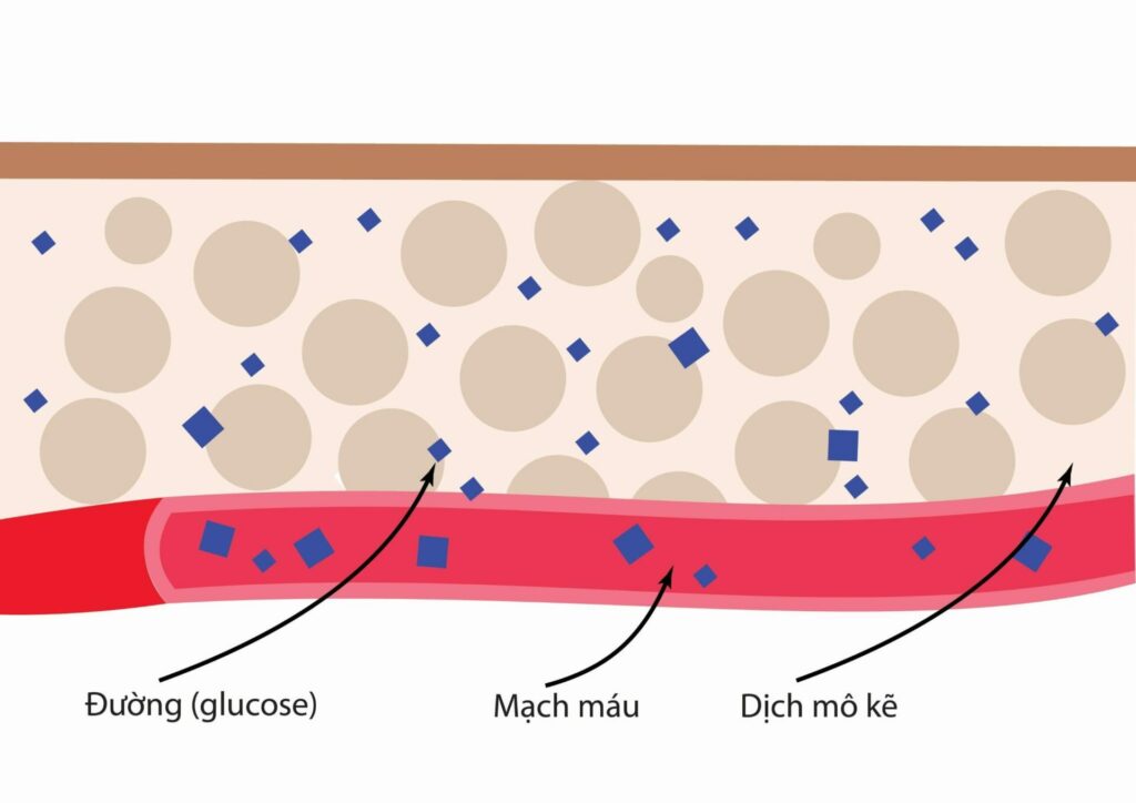 Hình minh hoạ sự di chuyển của đường (glucose) từ mạch máu đến mô kẽ   